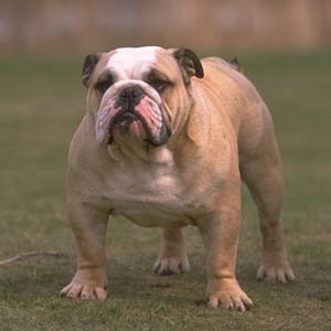 tan and white english bulldog