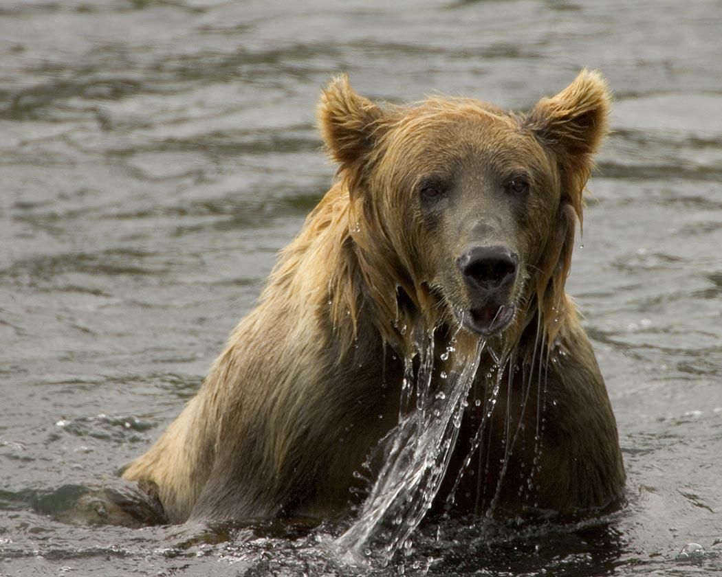 brown bear fishing in a stream