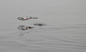 fish "flying" over still waters