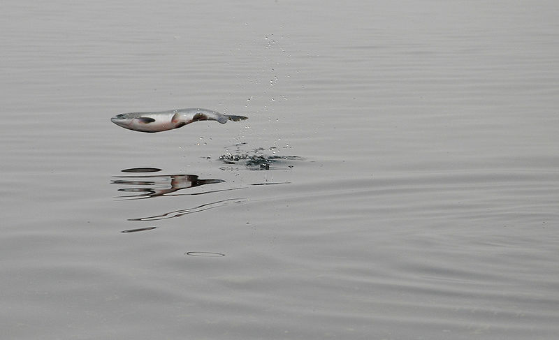 fish "flying" over still waters