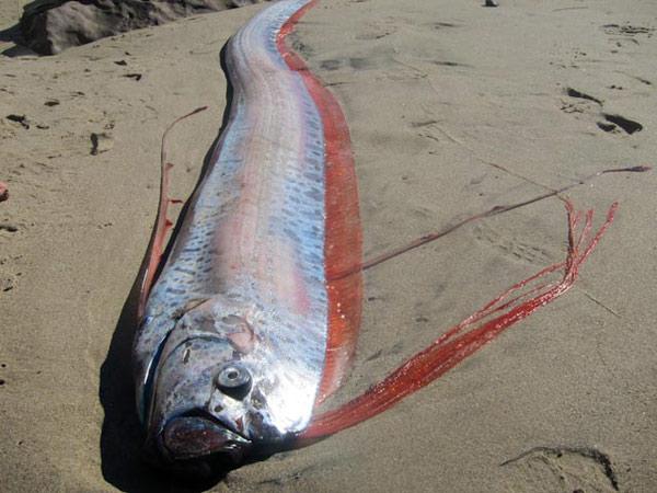 giant oarfish washed up on beach